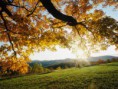 /album/fotogaleria/autumn-leaves-jpg/